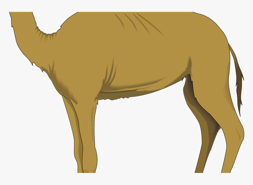 Camel Images Clip Art Surprising Clipart By Vector - Camel Clip Art, HD Png Download