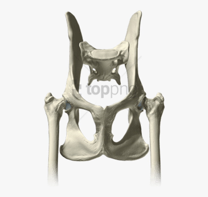 Free Png Download Pelvis Bones Png Images Background - Throne, Transparent Png
