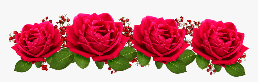 Garden Roses, HD Png Download