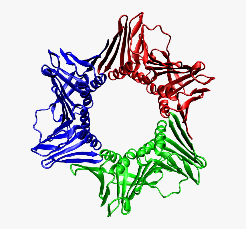 Білки Біологія, HD Png Download