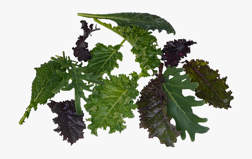 Salie - Currant, HD Png Download