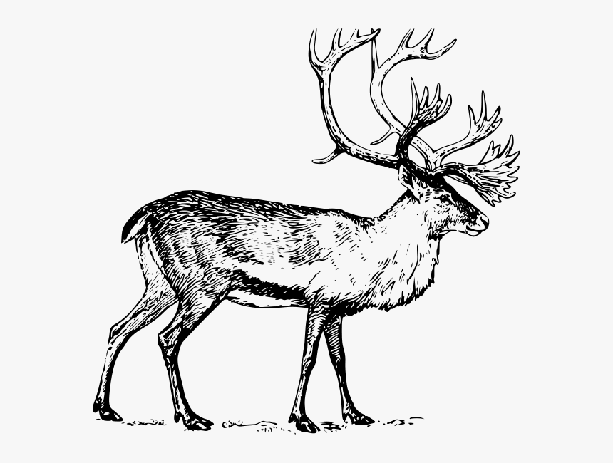 Caribou Png Clip Arts - Caribou Clip Art, Transparent Png