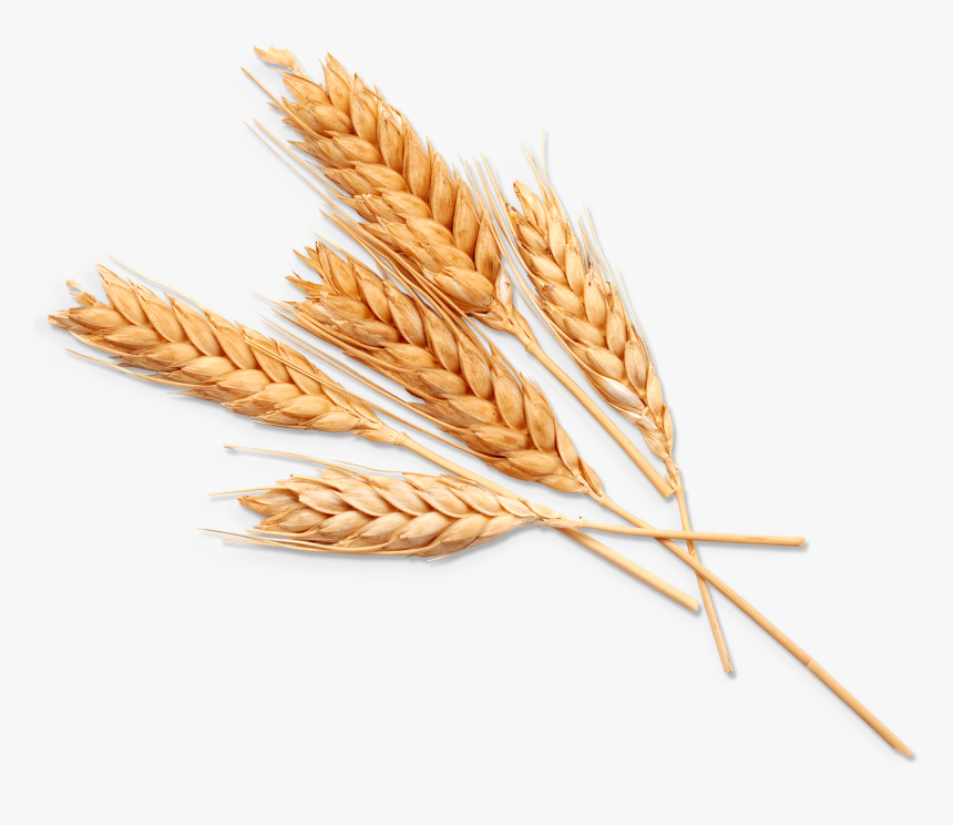 Einkorn Wheat, HD Png Download
