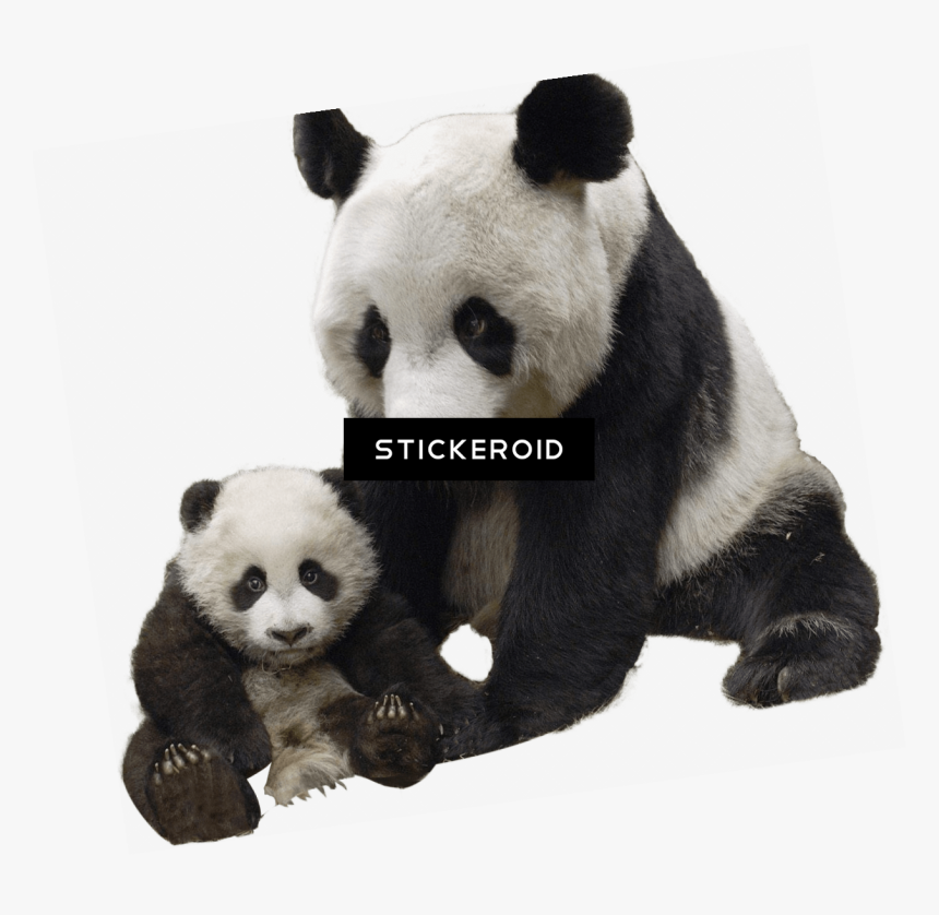 Panda And Baby - Giant Panda Transparent Png, Png Download
