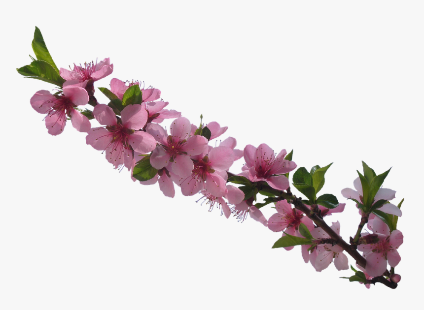 Flowers Tubes, HD Png Download