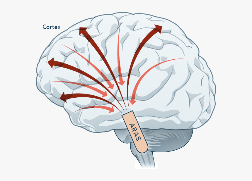 Illustration, HD Png Download