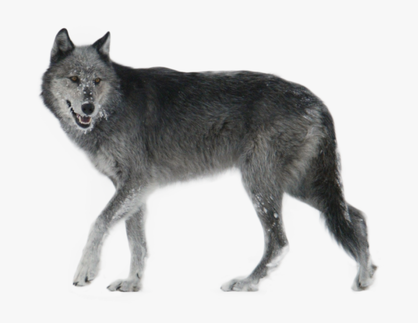 Wolf Walking Side Ways Png Image, Transparent Png