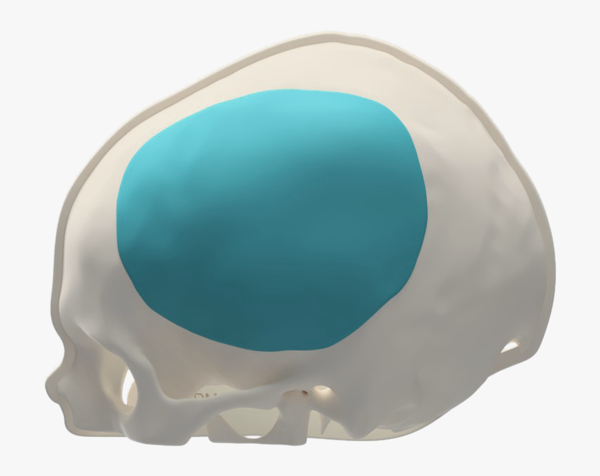 Skull, HD Png Download