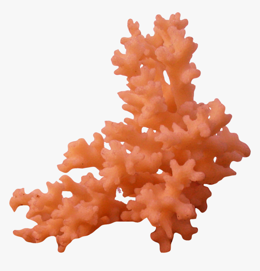 Thumb Image - Coral Png, Transparent Png