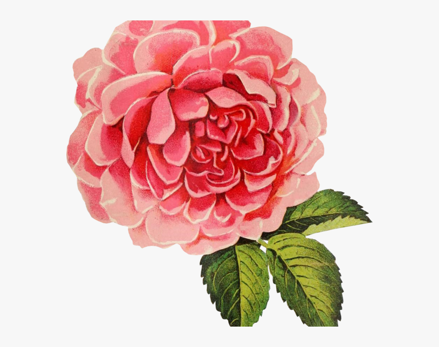 Transparent Background Clipart Roses, HD Png Download