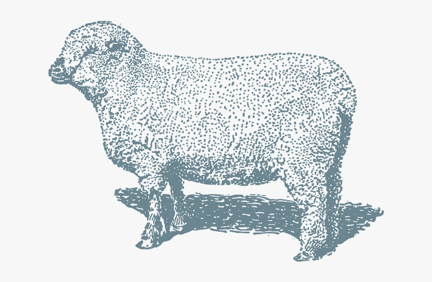 Lamb-8x10 - Sheep, HD Png Download