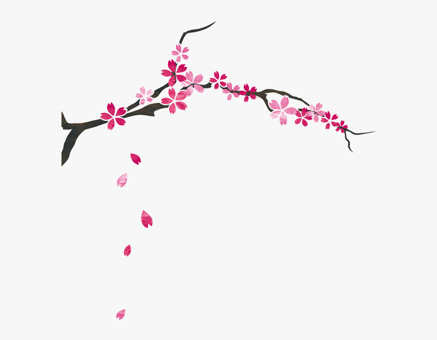 Cherry Blossom, HD Png Download