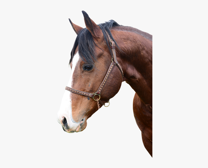 Eskadron, HD Png Download