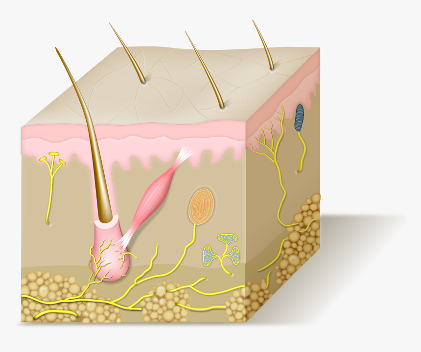 Skin Clipart Skin Structure - Floral Design, HD Png Download