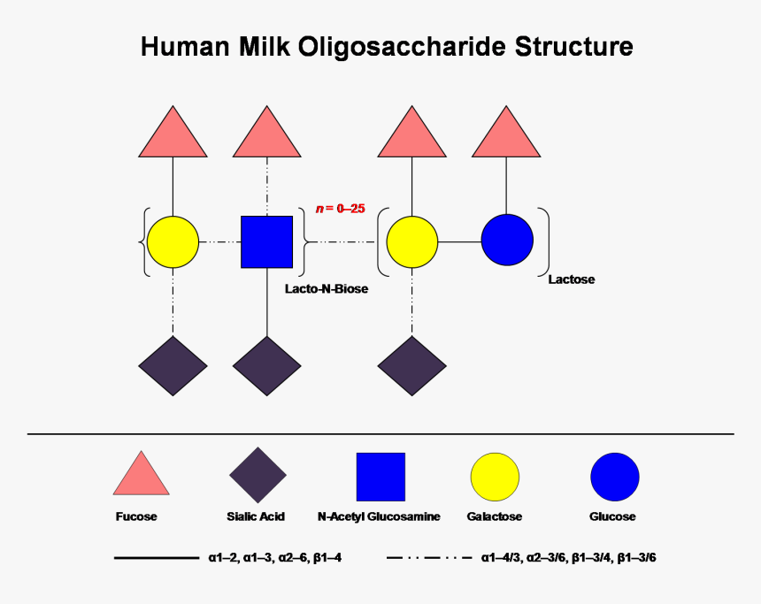 Human Milk Oligosaccharides Structure, HD Png Download