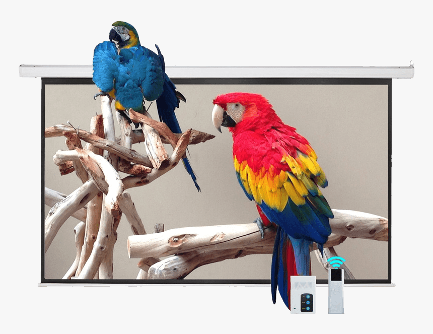 Projection Screen In Which Parrots Images Are Being - Parrot Bed, HD Png Download