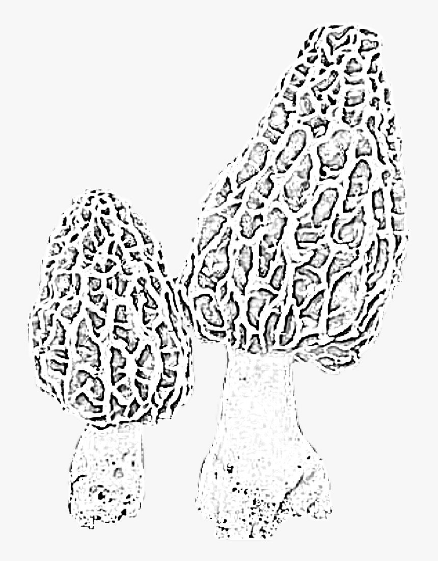 #morels #morelmushrooms #mushrooms #fungi #nature #woods - Line Art, HD Png Download