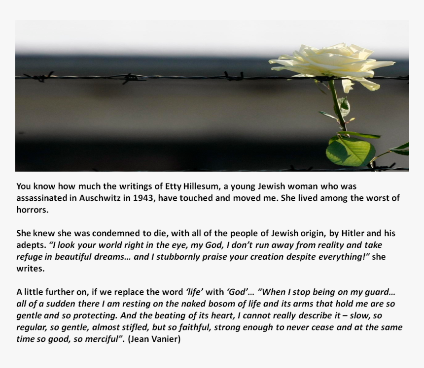 28 Jan 2012 , Png Download - Garden Roses, Transparent Png