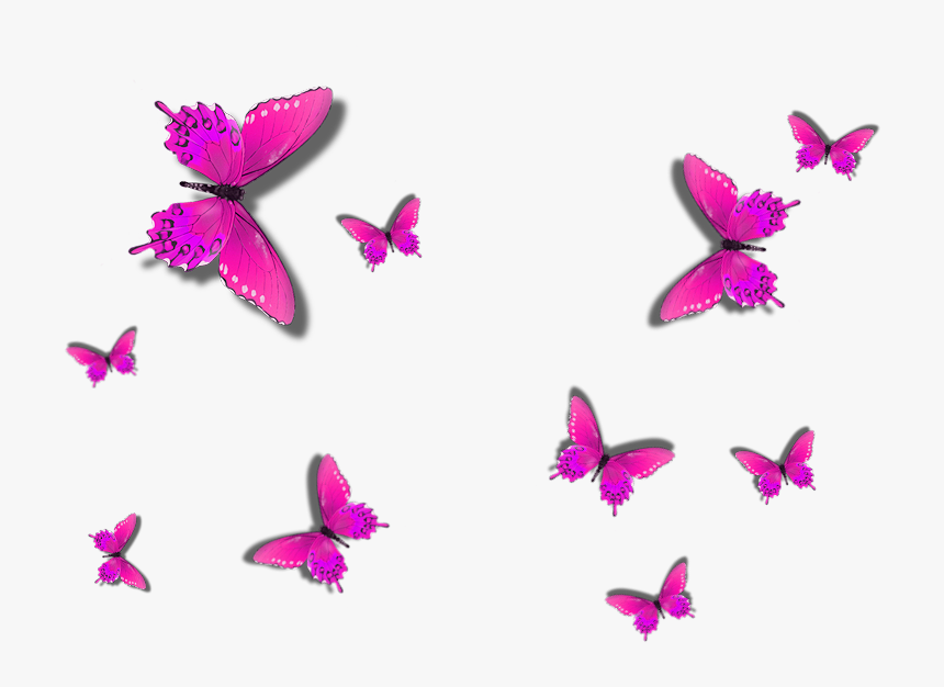 Butterfly, HD Png Download