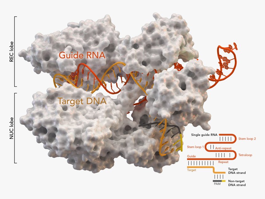 Rispr-associated Protein Cas9 From Staphylococcus Aureus - Crispr Cas9 Molecule, HD Png Download