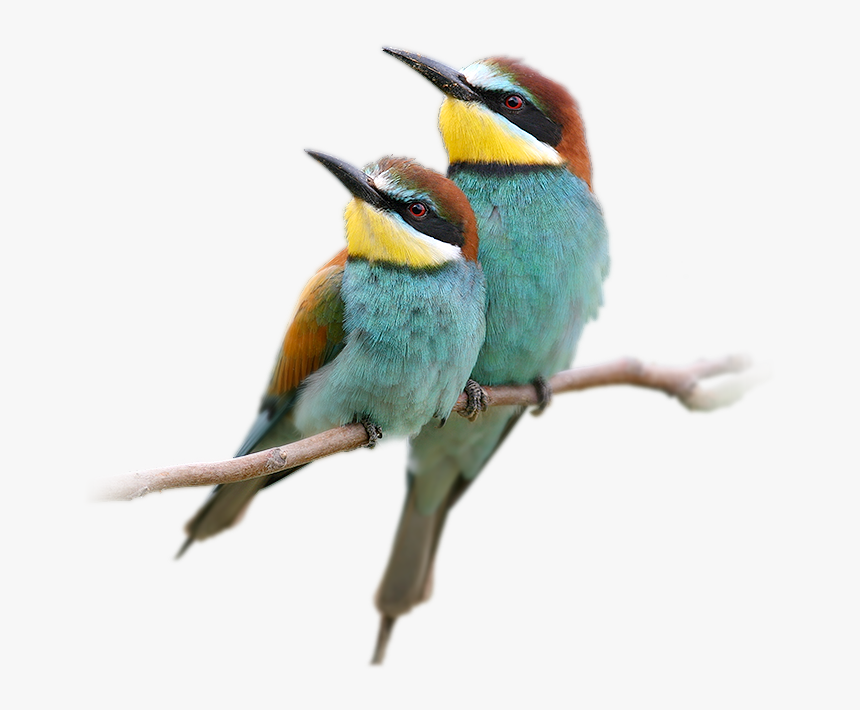 Transparent Blue Birds Png - Birds Pic Without Background, Png Download