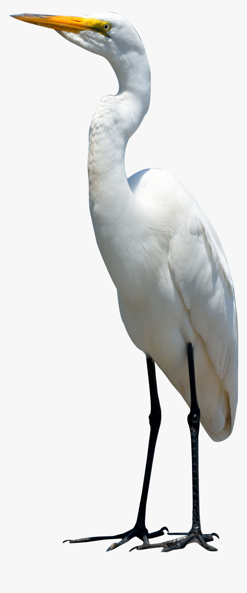 Egret Bird Png Image - Bird Png, Transparent Png