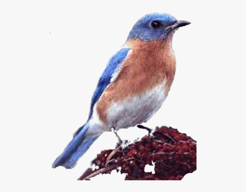 Bluebird, HD Png Download