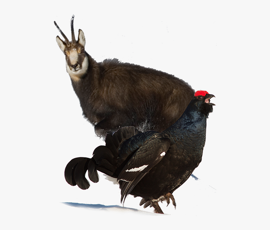 Turkey, HD Png Download