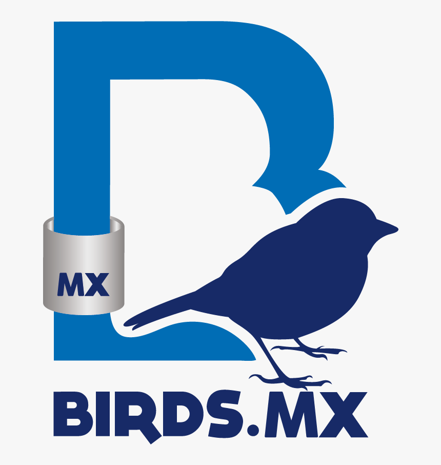 Perching Bird, HD Png Download