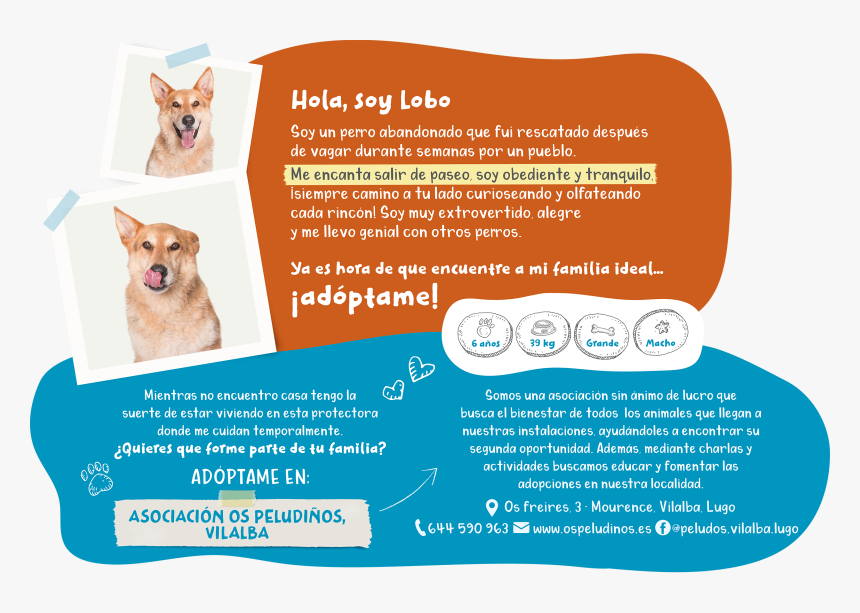 Companion Dog, HD Png Download