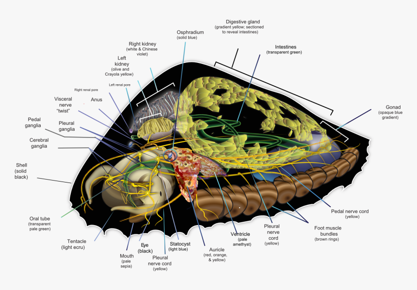 Diagram, HD Png Download