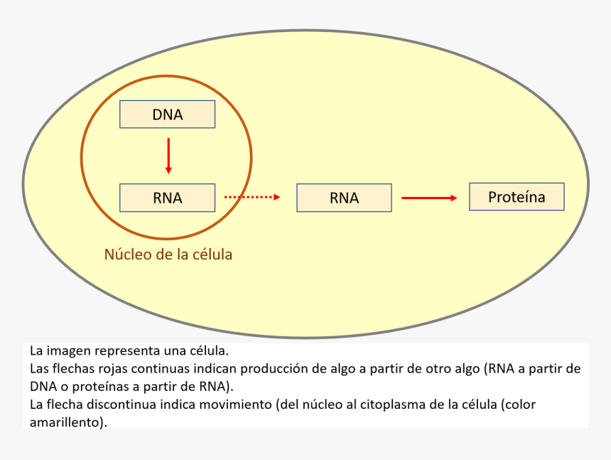 Circle, HD Png Download