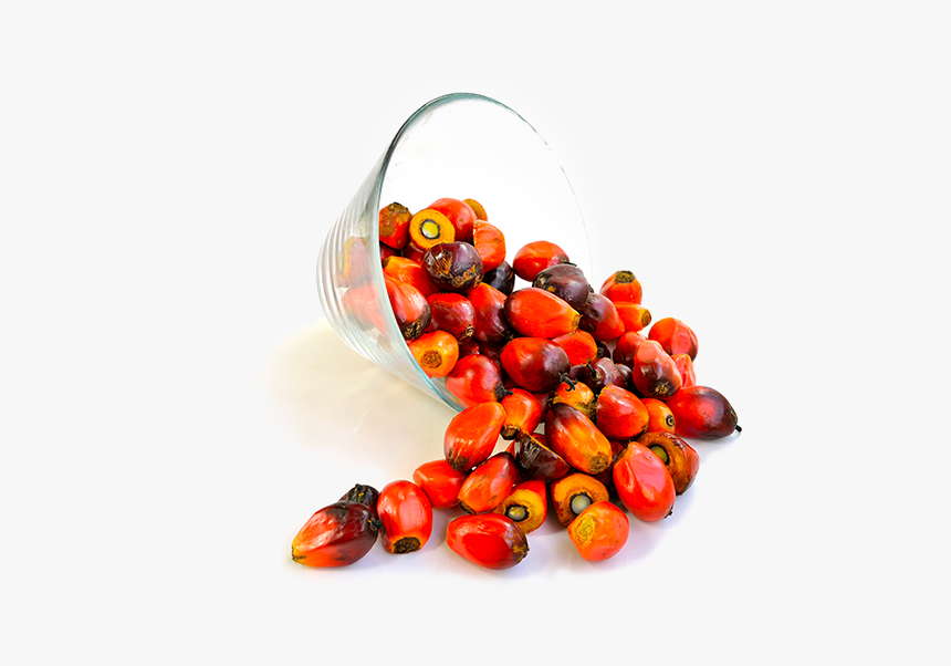 Palm Nut Oil Png, Transparent Png , Transparent Png Image PNGitem