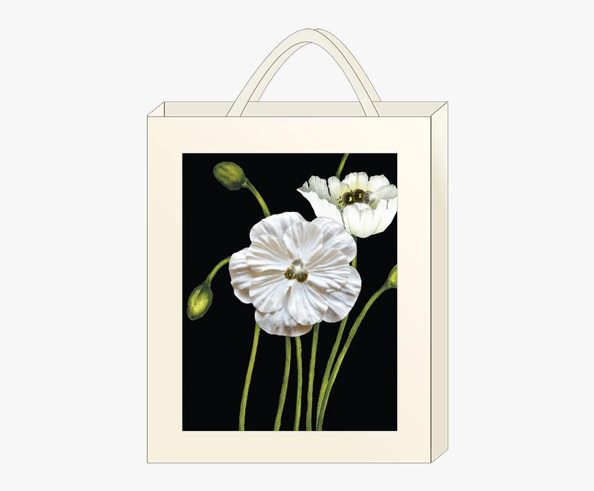 Anthurium, HD Png Download