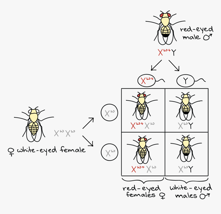 Female Chromosome Symbol - Fruit Fly Thomas Hunt Morgan, HD Png Download