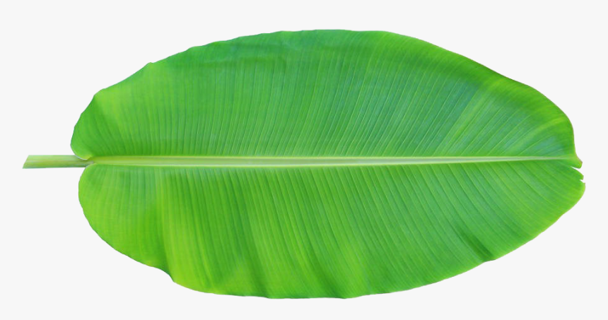 Leaf Musa Basjoo Xd - Transparent Banana Leaf Png, Png Download