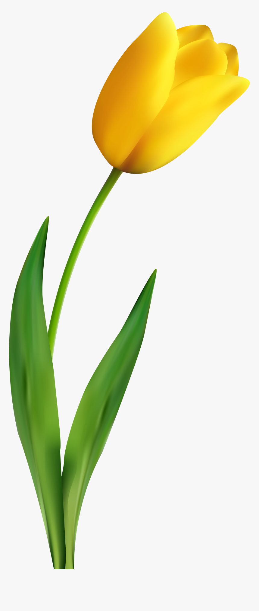 Banner Royalty Free Stock Transparent Clip Art Image - Transparent Background Yellow Tulip Png, Png Download