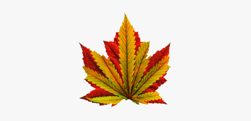 Cultivating Cannabis In Canada, HD Png Download