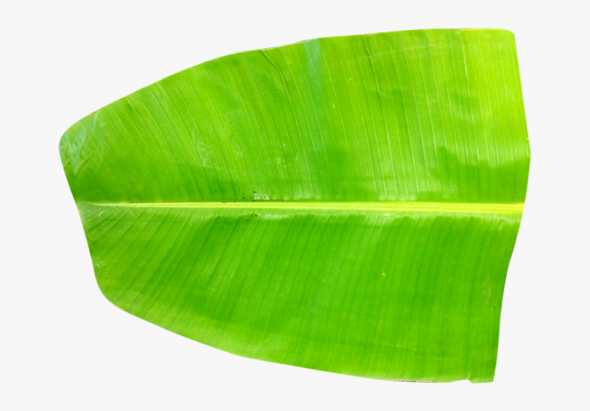 Banana Leaf Png - Banana Leaf Images Hd Png, Transparent Png