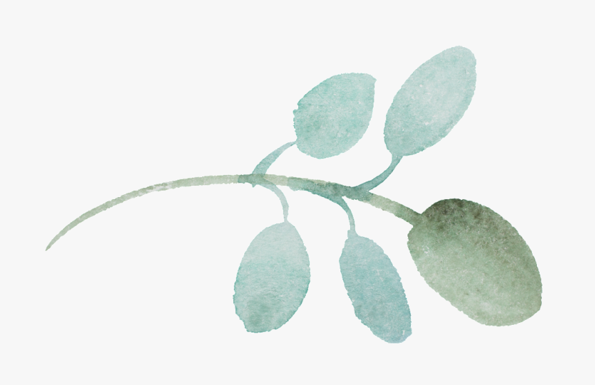 This Graphics Is Round Leaf Cartoon Transparent About - Acacia Greggii, HD Png Download