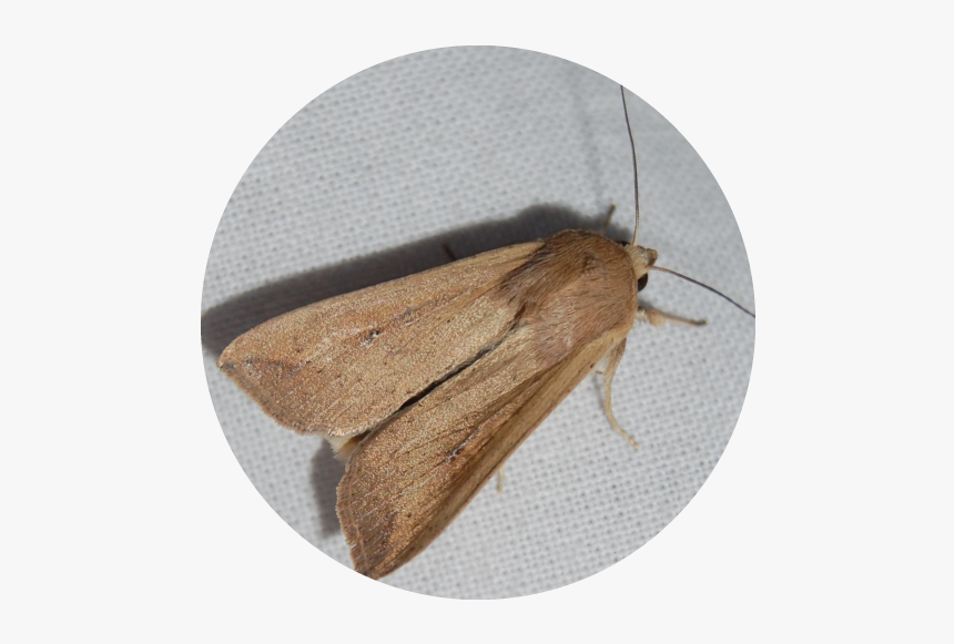 Armyworm Moths These Moths Are Billion Dollar Pests - Hofmannophila Pseudospretella, HD Png Download