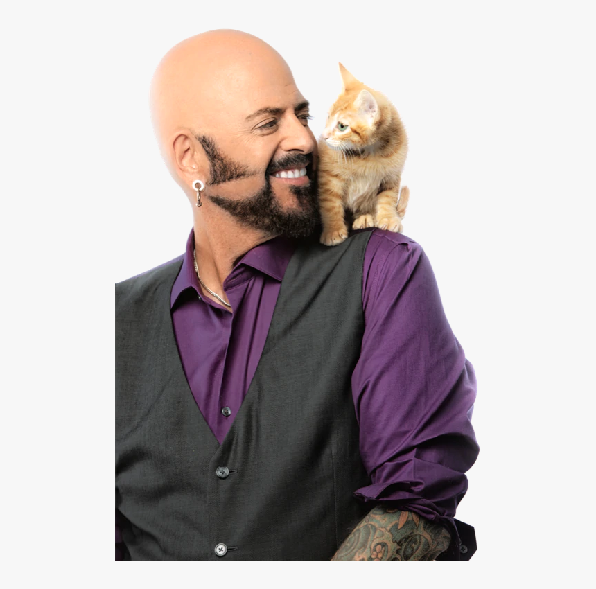 Jxn-kitten - Tabby Cat, HD Png Download