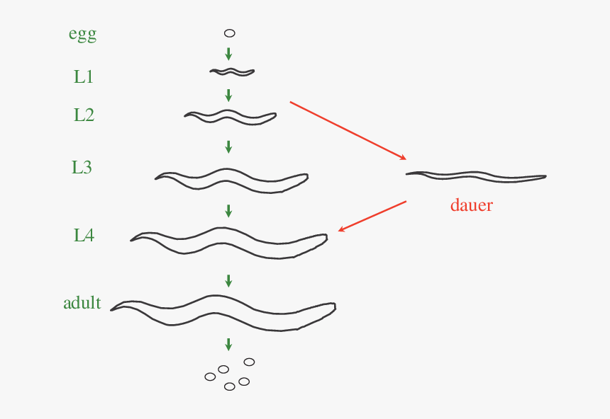 Plot, HD Png Download