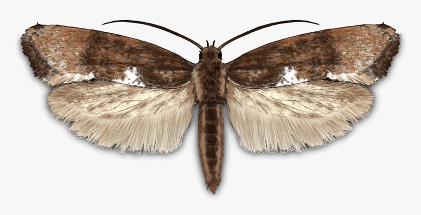Leek Moth - Peppered Moth, HD Png Download
