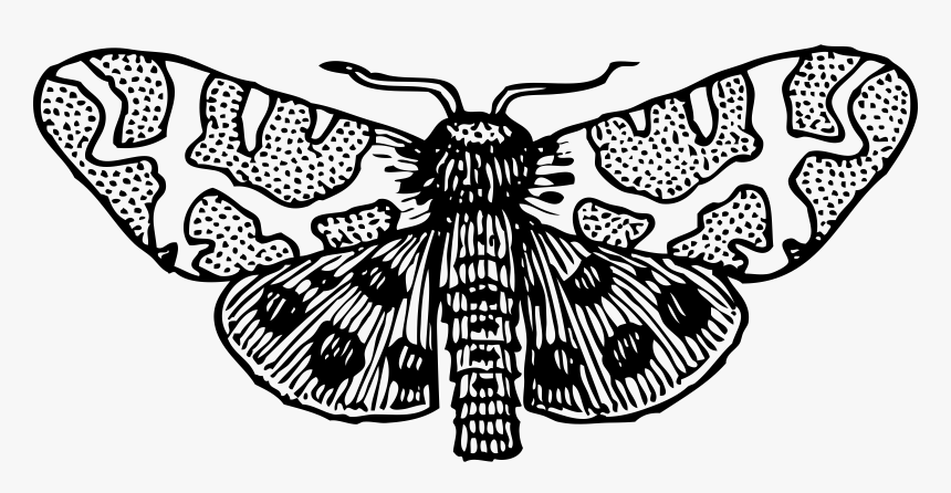 Moth Wings Open Clip Arts - Moth Clipart Black And White, HD Png Download
