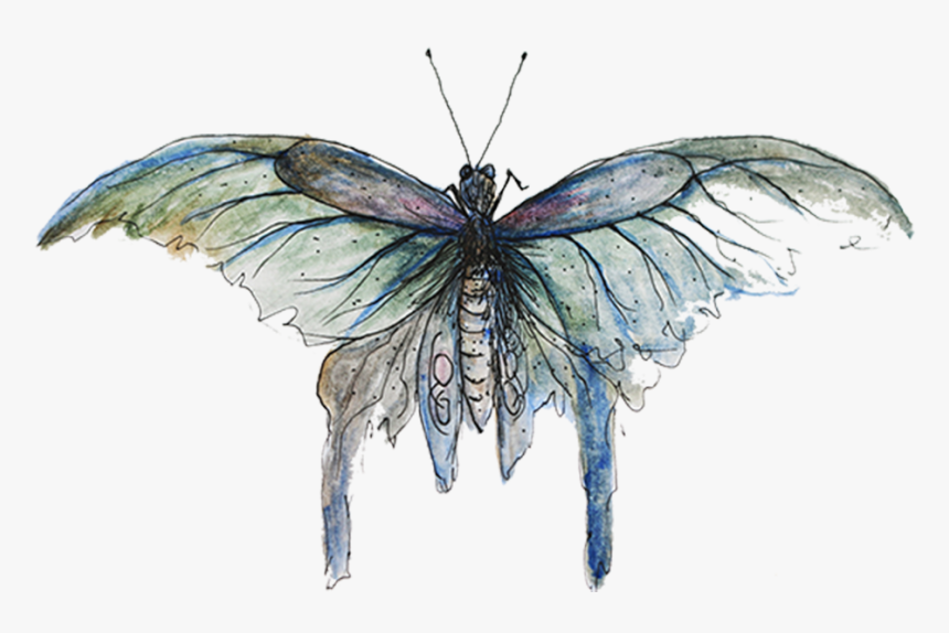 Copyright Sarah Jane Palmer - Mimicry Butterfly, HD Png Download