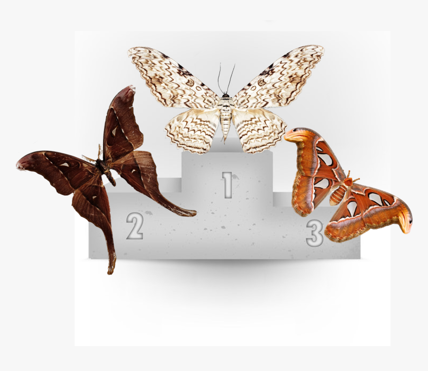 Moths Png, Transparent Png