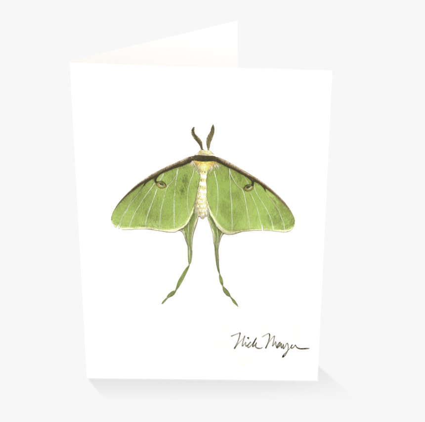 Luna Moth, HD Png Download