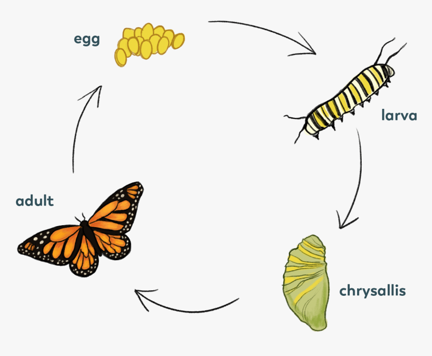 Butterrly-cycle - Monarch Butterfly, HD Png Download