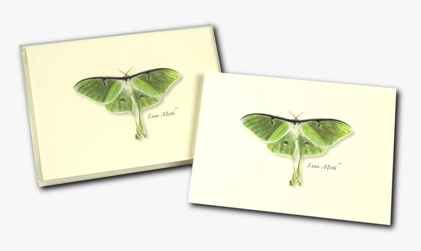 Pieridae, HD Png Download